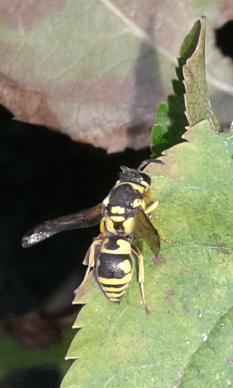 Vespidae Eumeninae : quale genere?